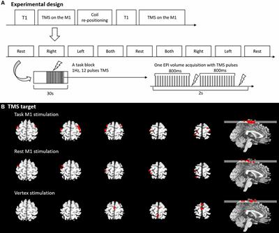 Modulating Brain Networks With Transcranial Magnetic Stimulation Over the Primary Motor Cortex: A Concurrent TMS/fMRI Study